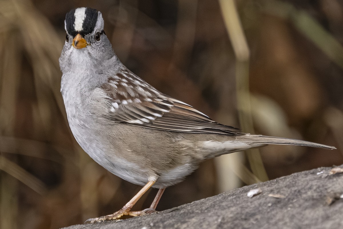 Chingolo Coroniblanco - ML646559860