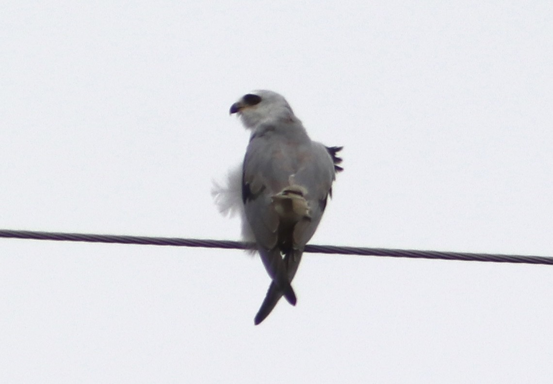White-tailed Kite - ML646559861