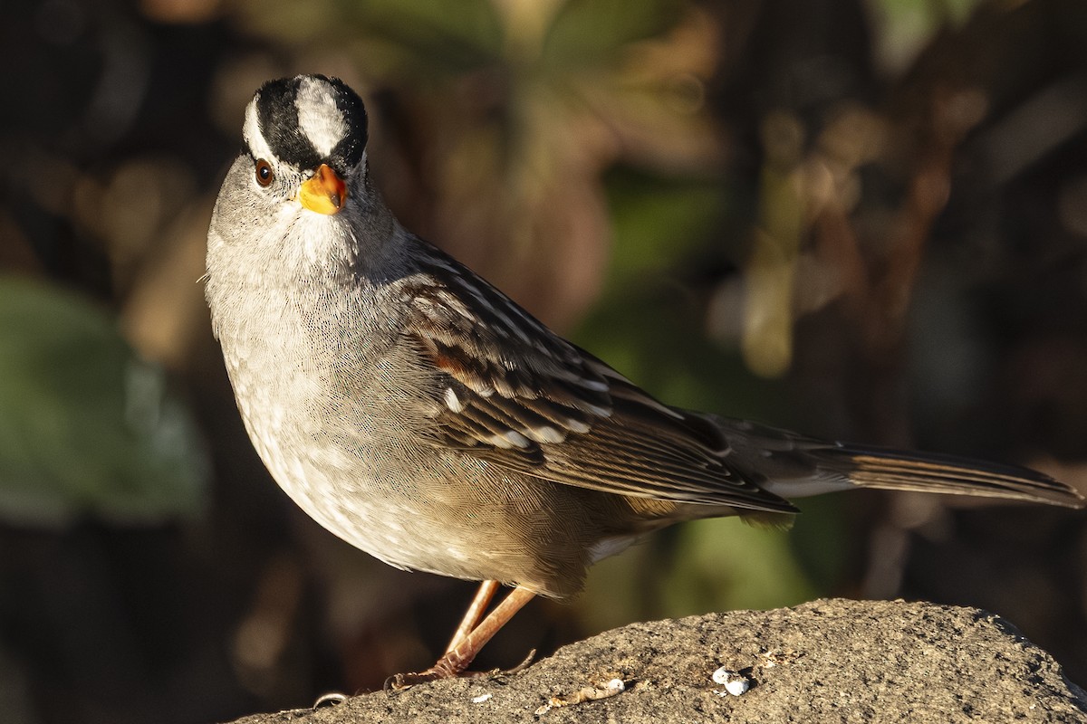 Chingolo Coroniblanco - ML646559864