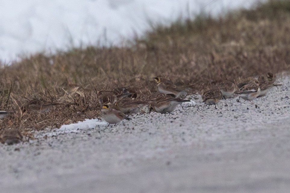 Horned Lark - ML646559865