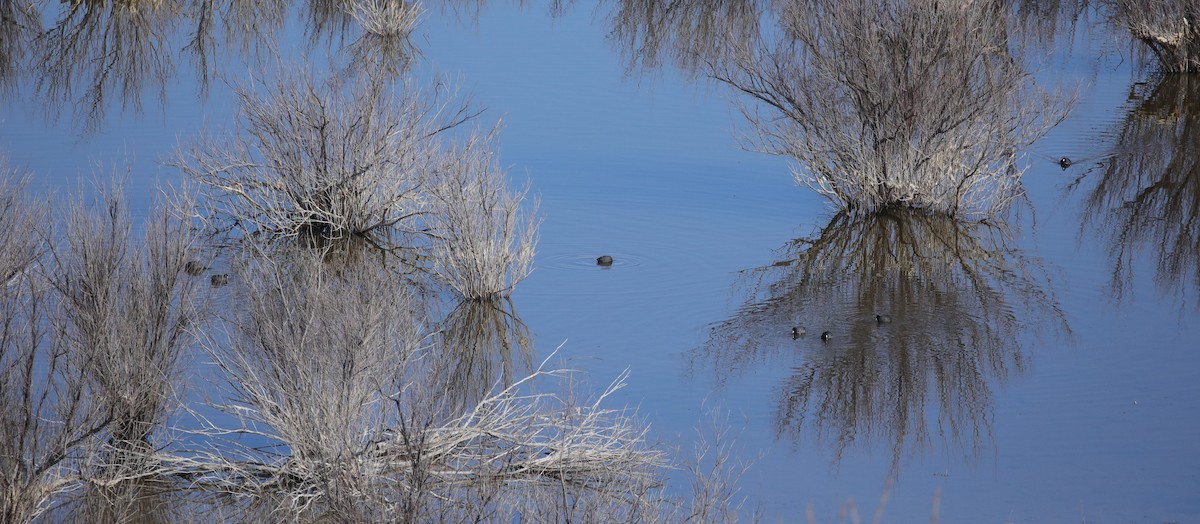 American Coot - ML646559866