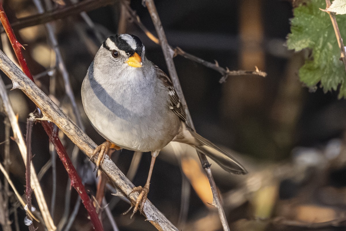 Chingolo Coroniblanco - ML646559867