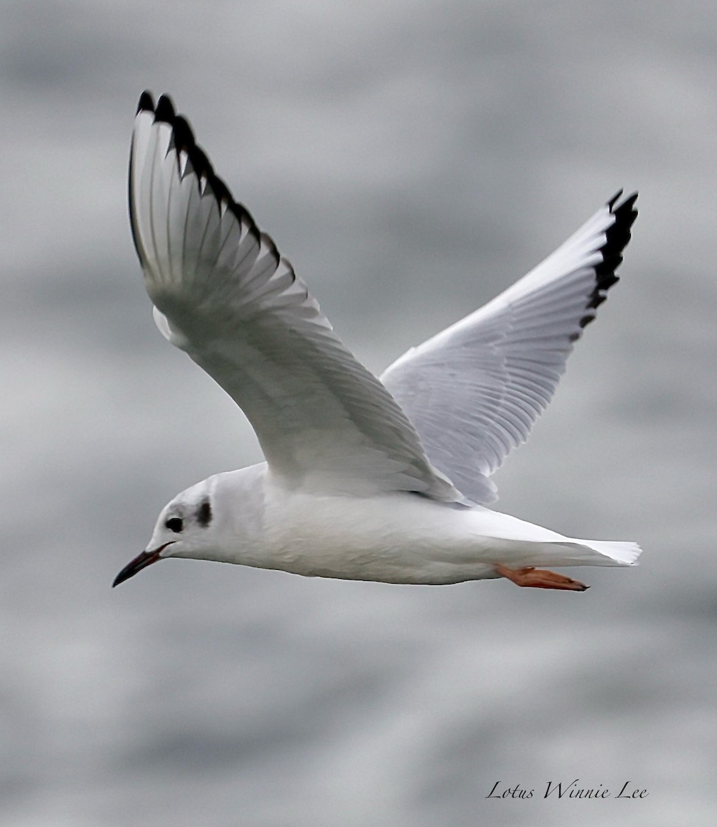 Bonapartemöwe - ML646559868