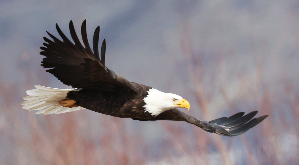 Bald Eagle - ML646559869