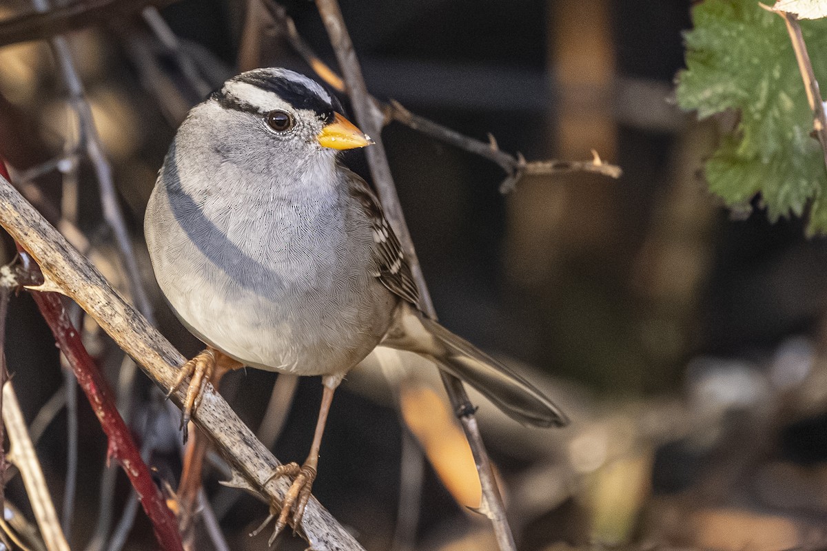 Chingolo Coroniblanco - ML646559870