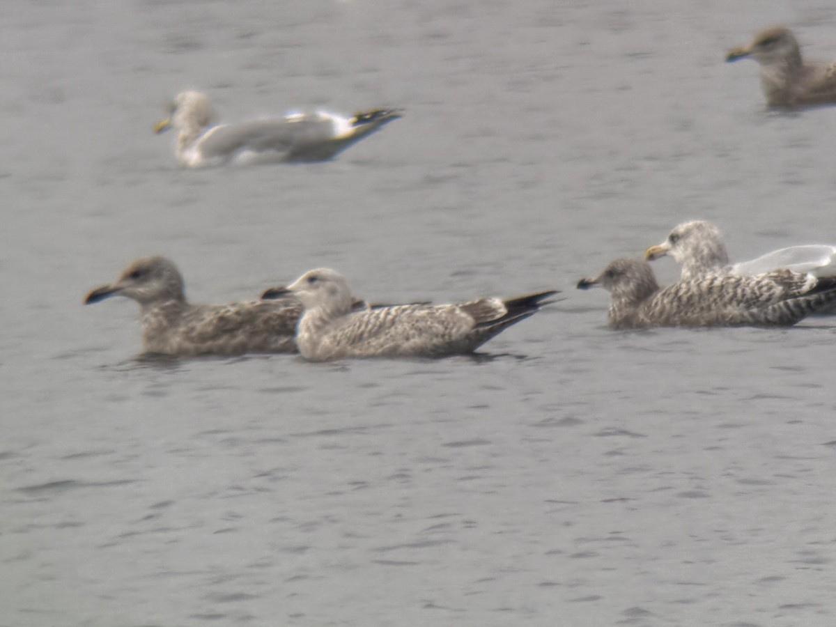 American Herring Gull - ML646559871
