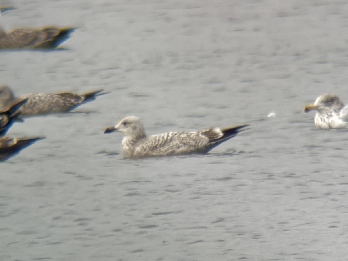 American Herring Gull - ML646559872