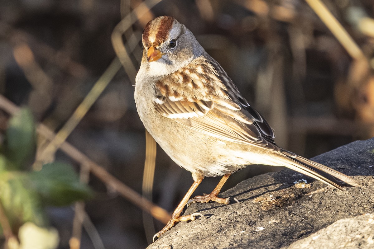 Chingolo Coroniblanco - ML646559873