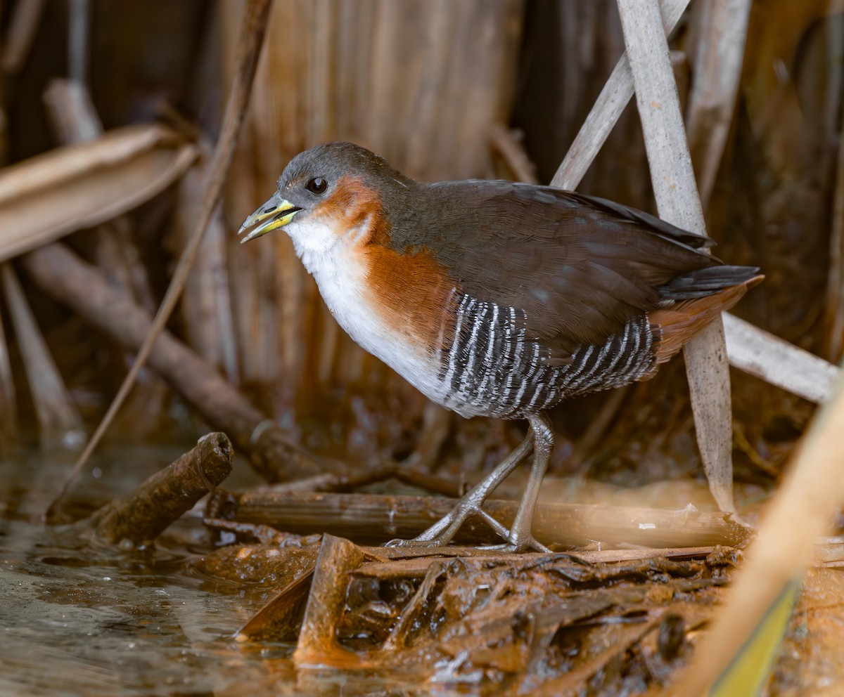 Rufous-sided Crake - ML646559874