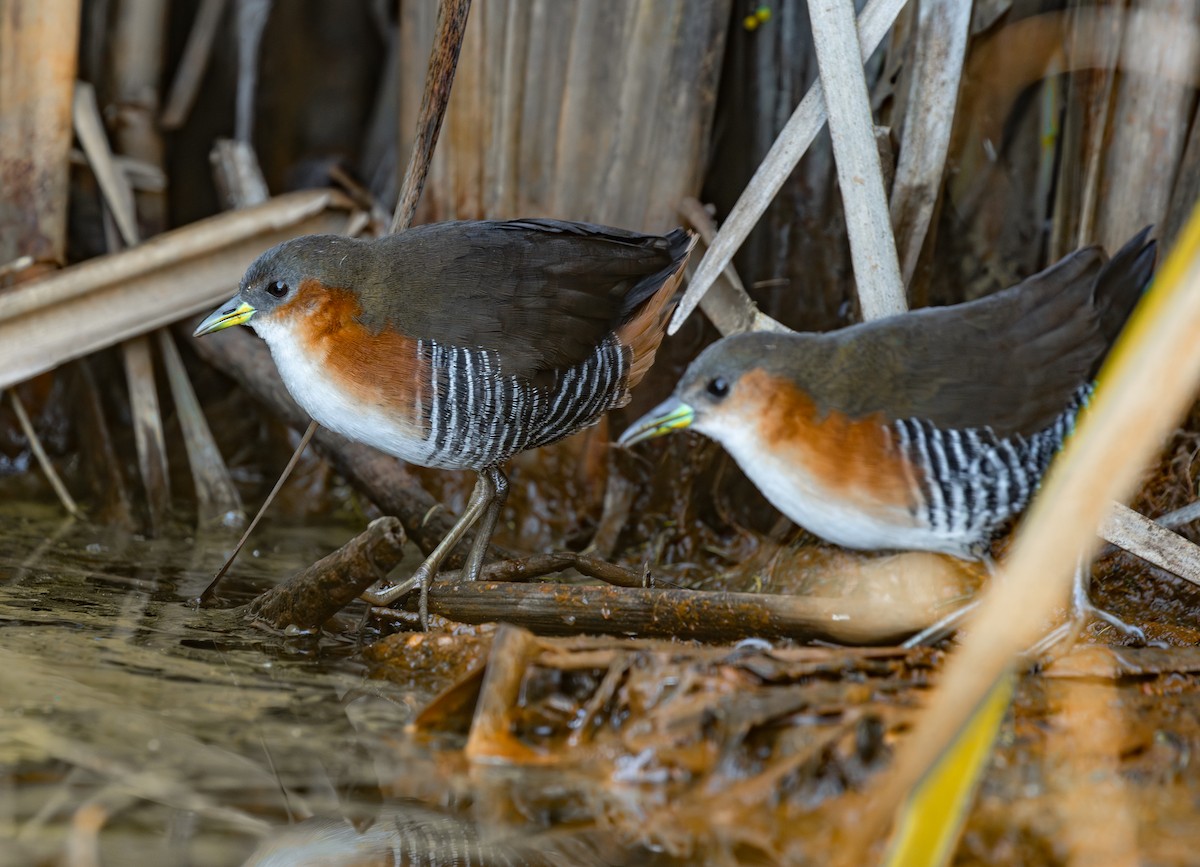 Rufous-sided Crake - ML646559875