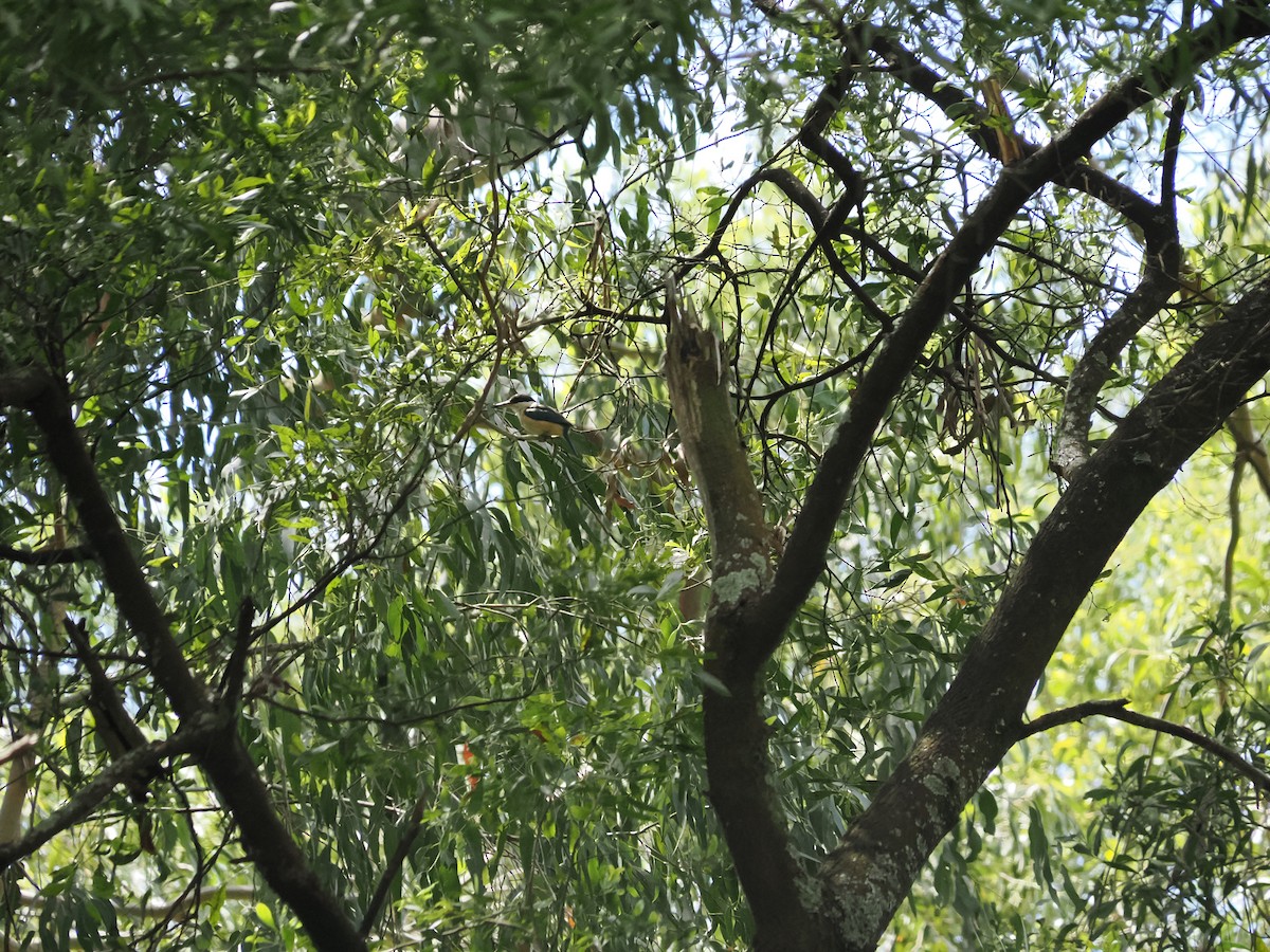 Sacred Kingfisher - ML646559876