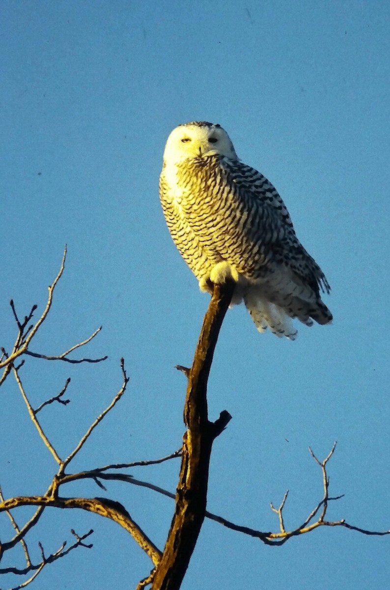 Snowy Owl - ML646559877