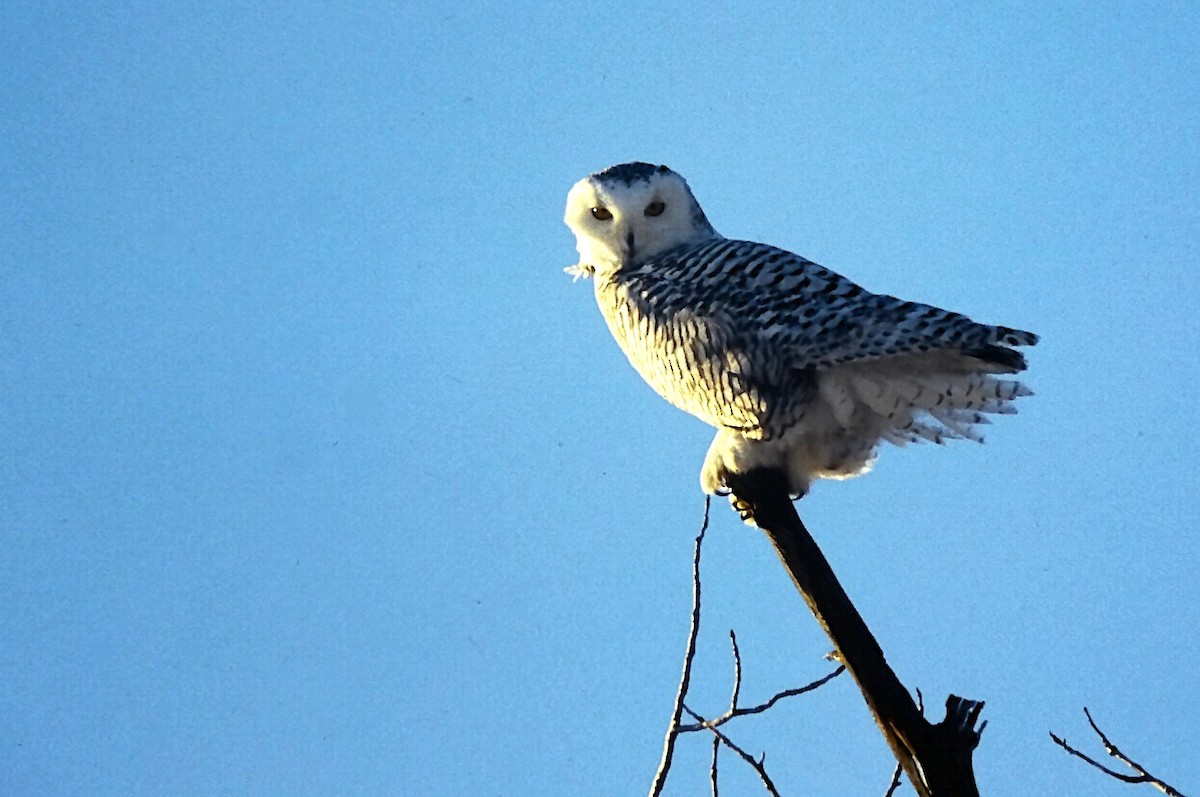 Snowy Owl - ML646559878
