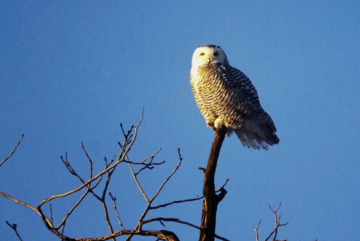Snowy Owl - ML646559879