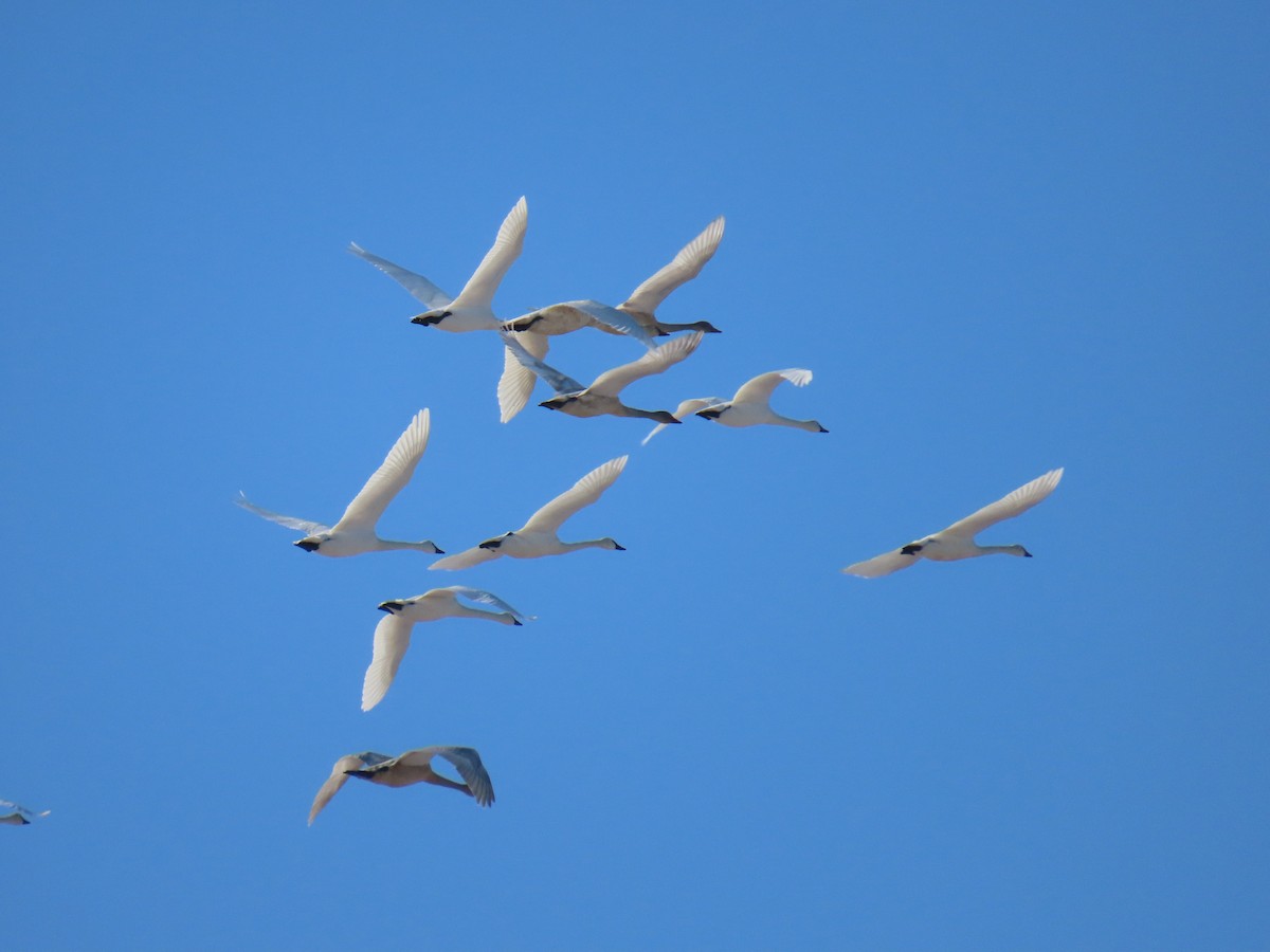 Trumpeter/Tundra Swan - ML646559880