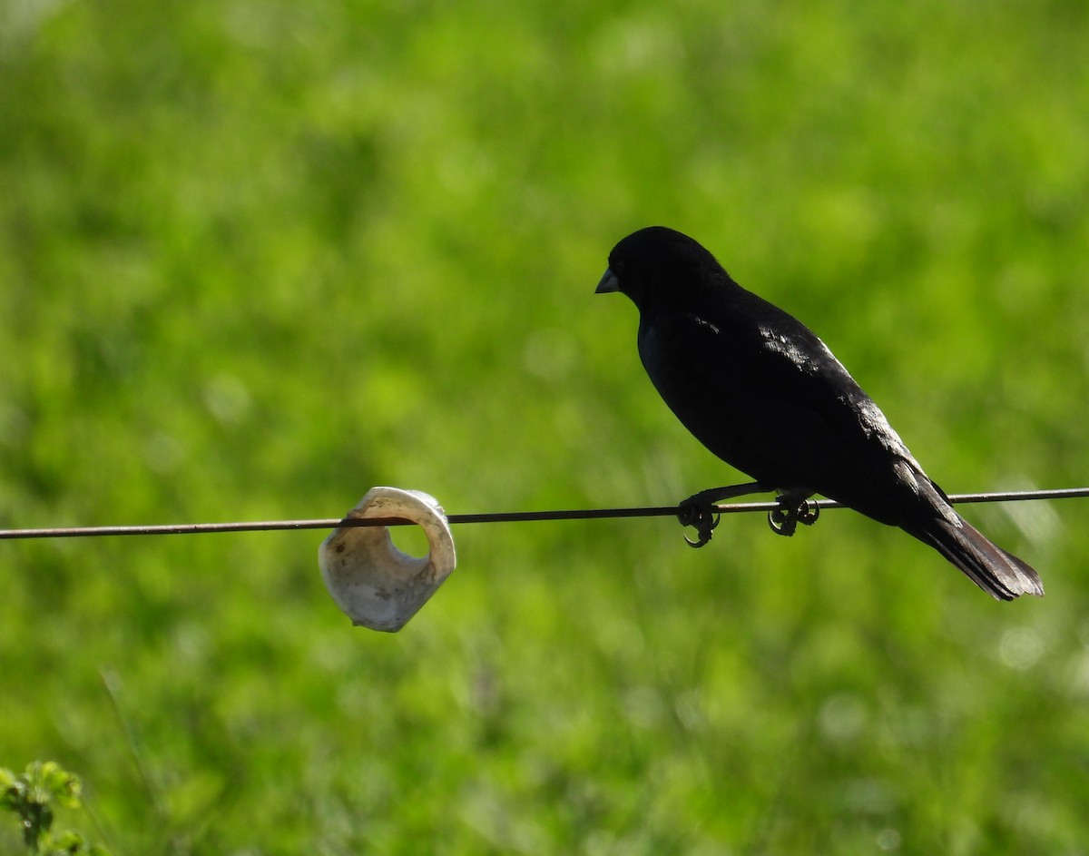 Screaming Cowbird - ML646559881