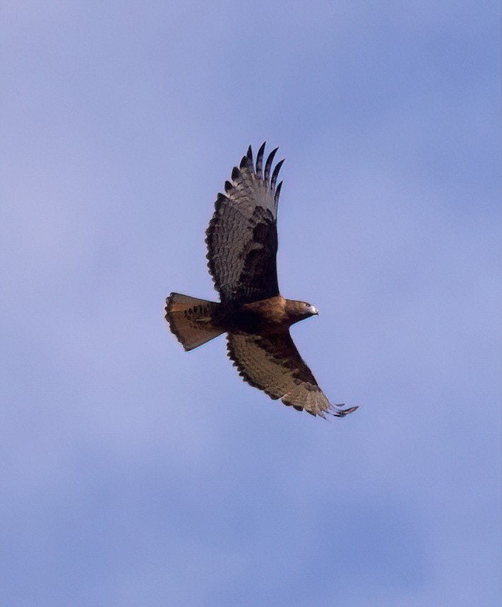Red-tailed Hawk - ML646559887