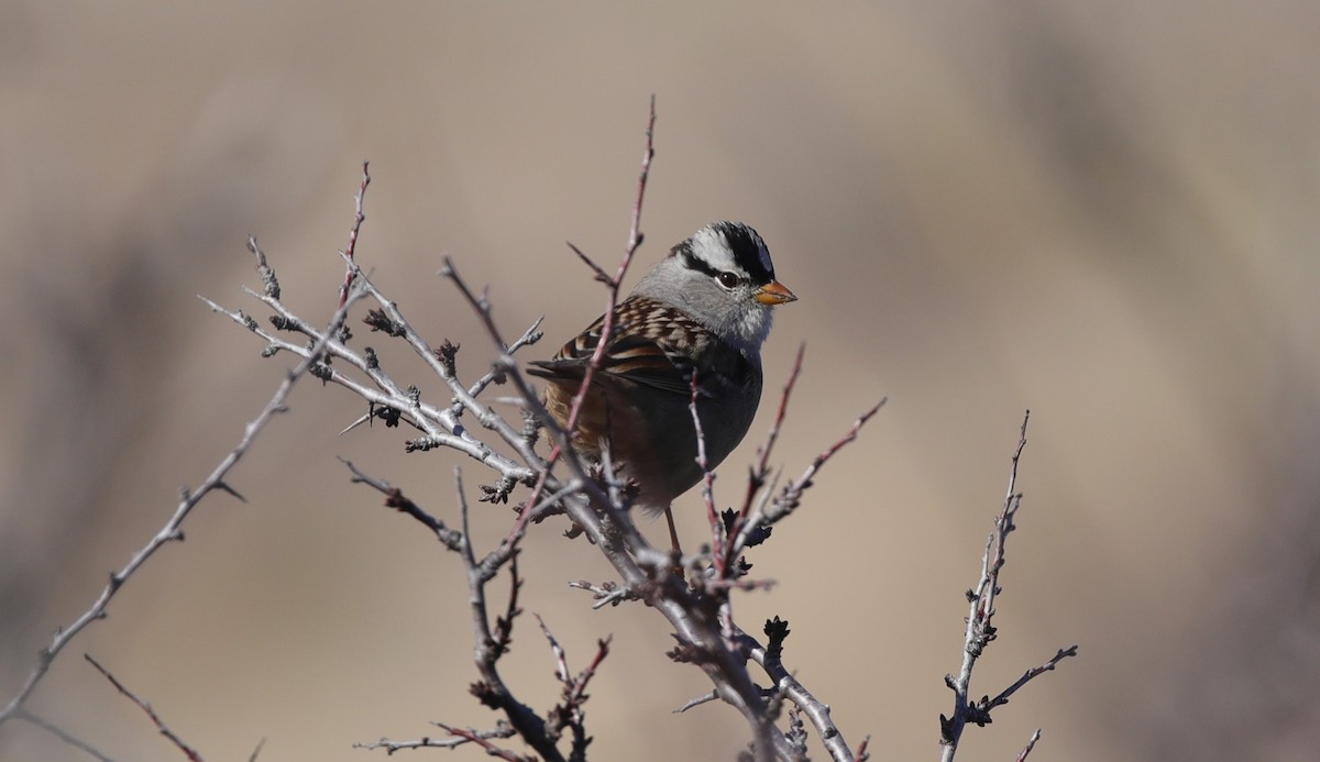 White-crowned Sparrow - ML646559889