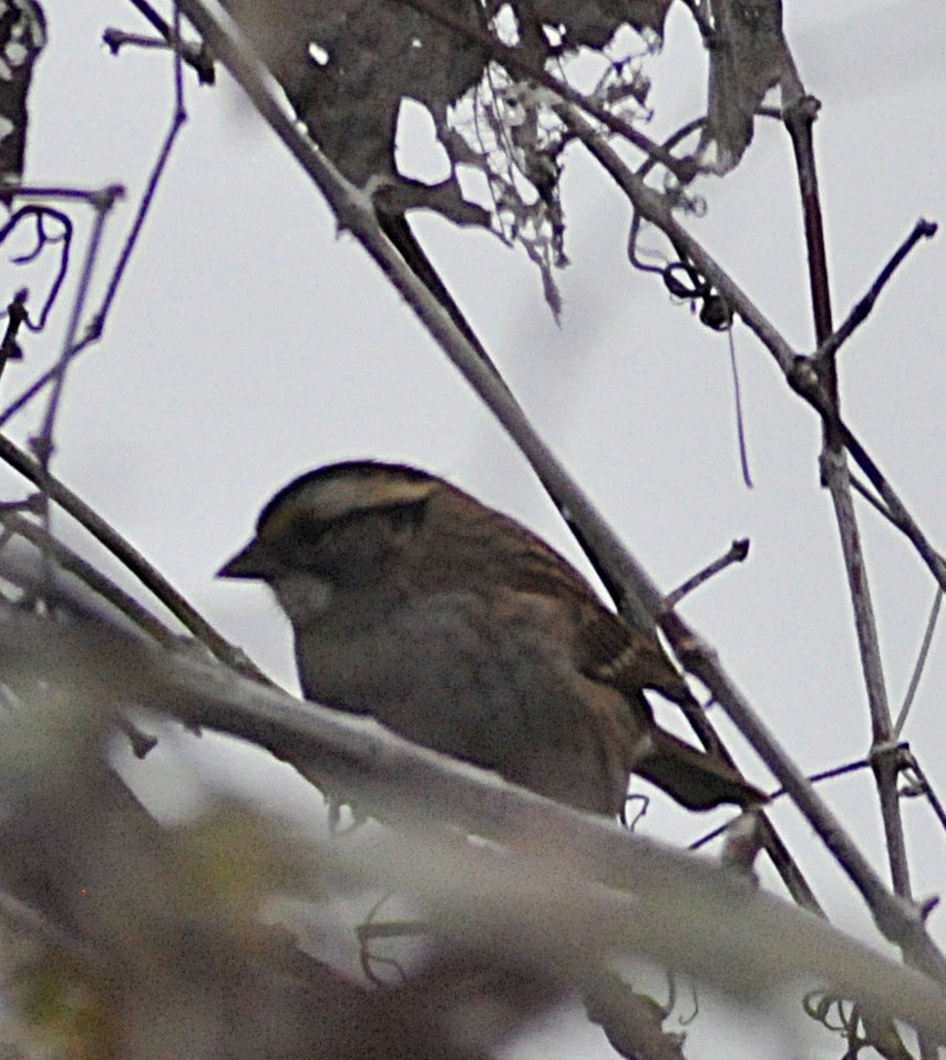 White-throated Sparrow - ML646559890