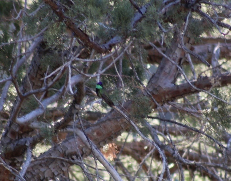 Rivoli's Hummingbird - ML646559891