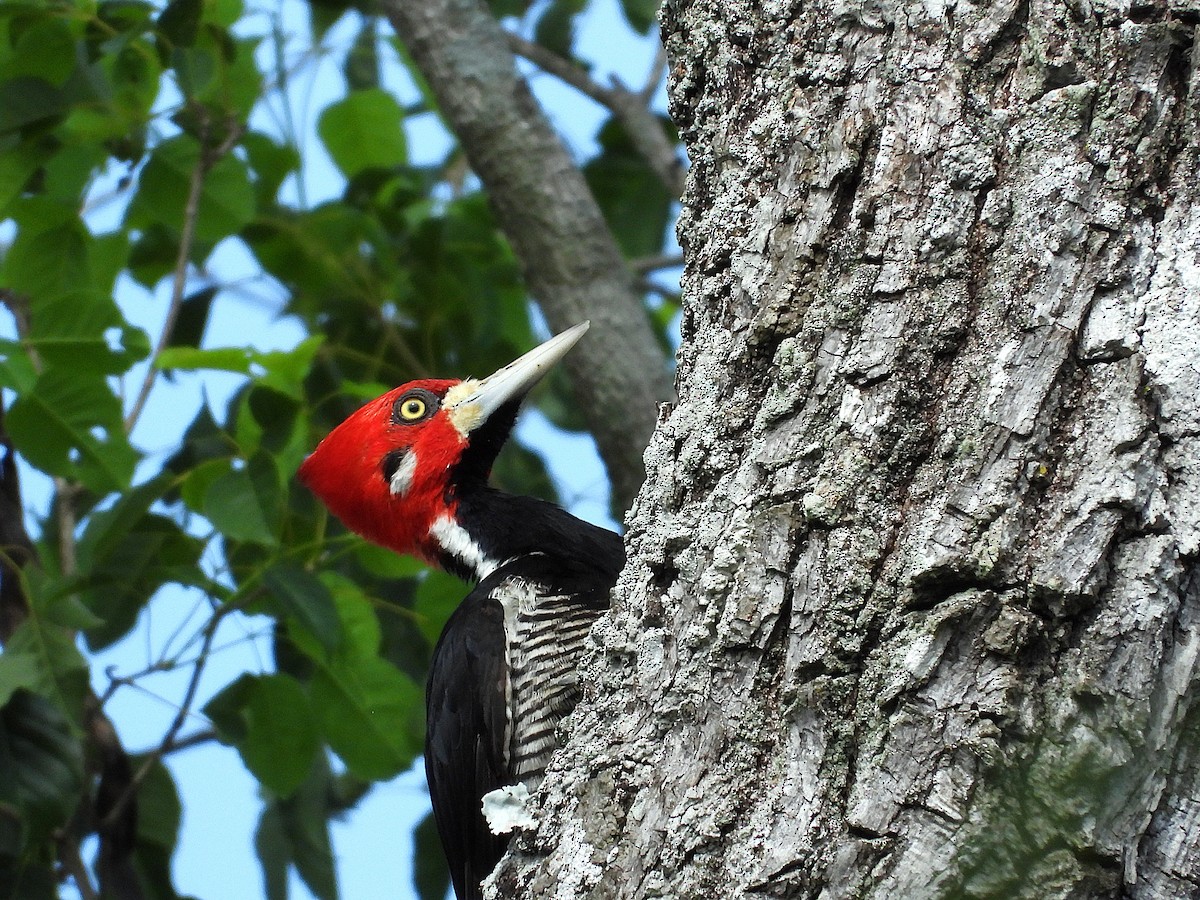 Crimson-crested Woodpecker - ML646559892