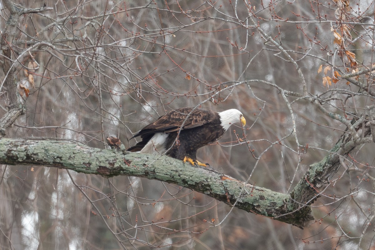 Bald Eagle - ML646559897