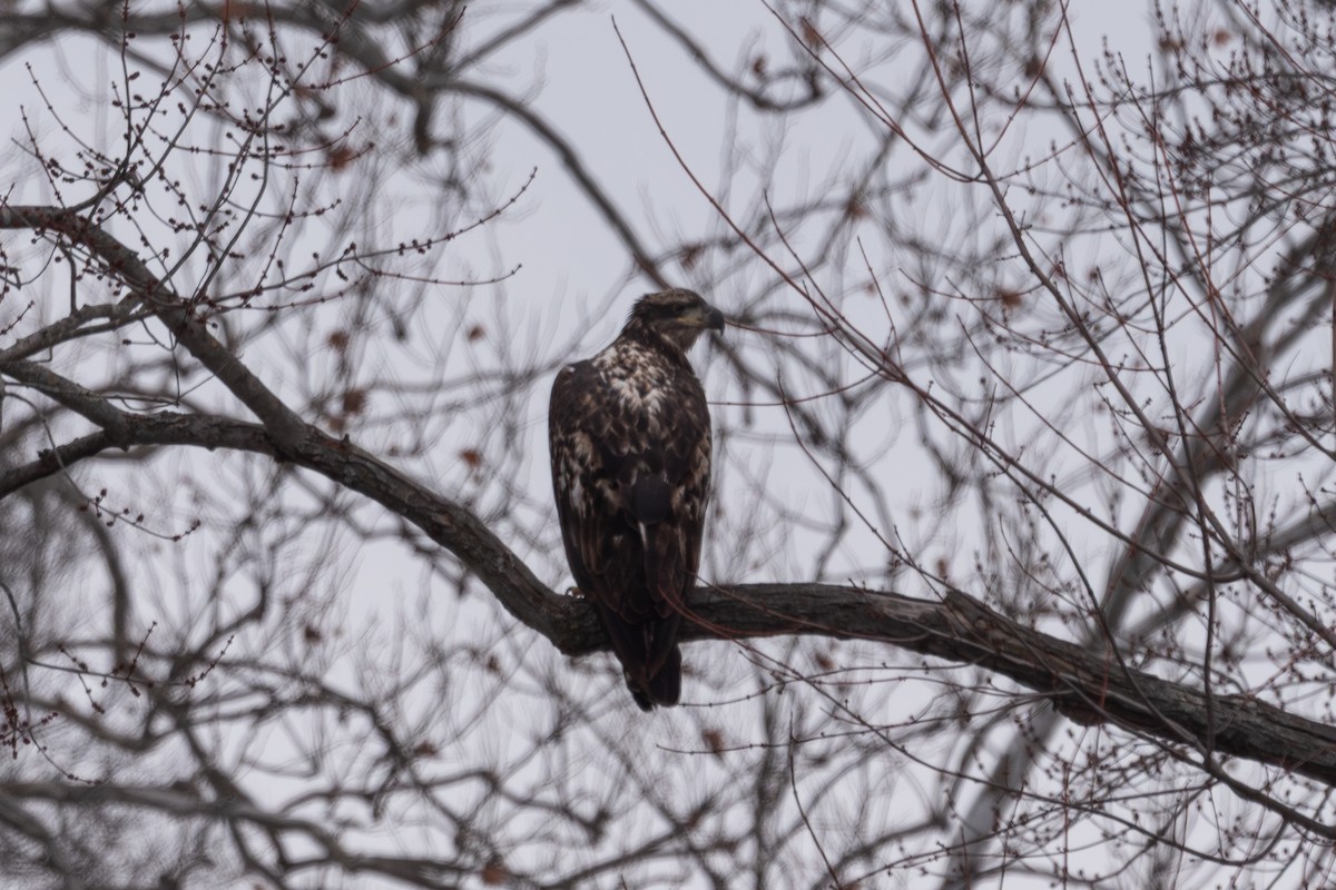 Bald Eagle - ML646559898