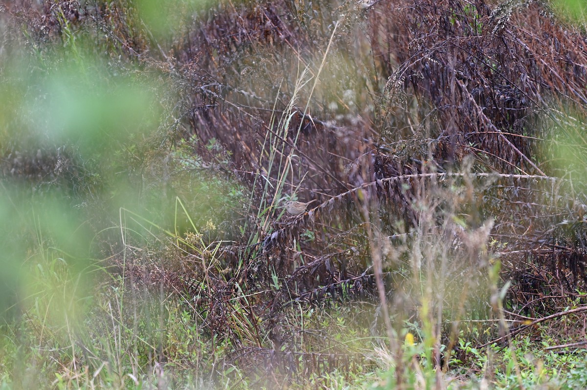 Swamp Sparrow - ML646559899