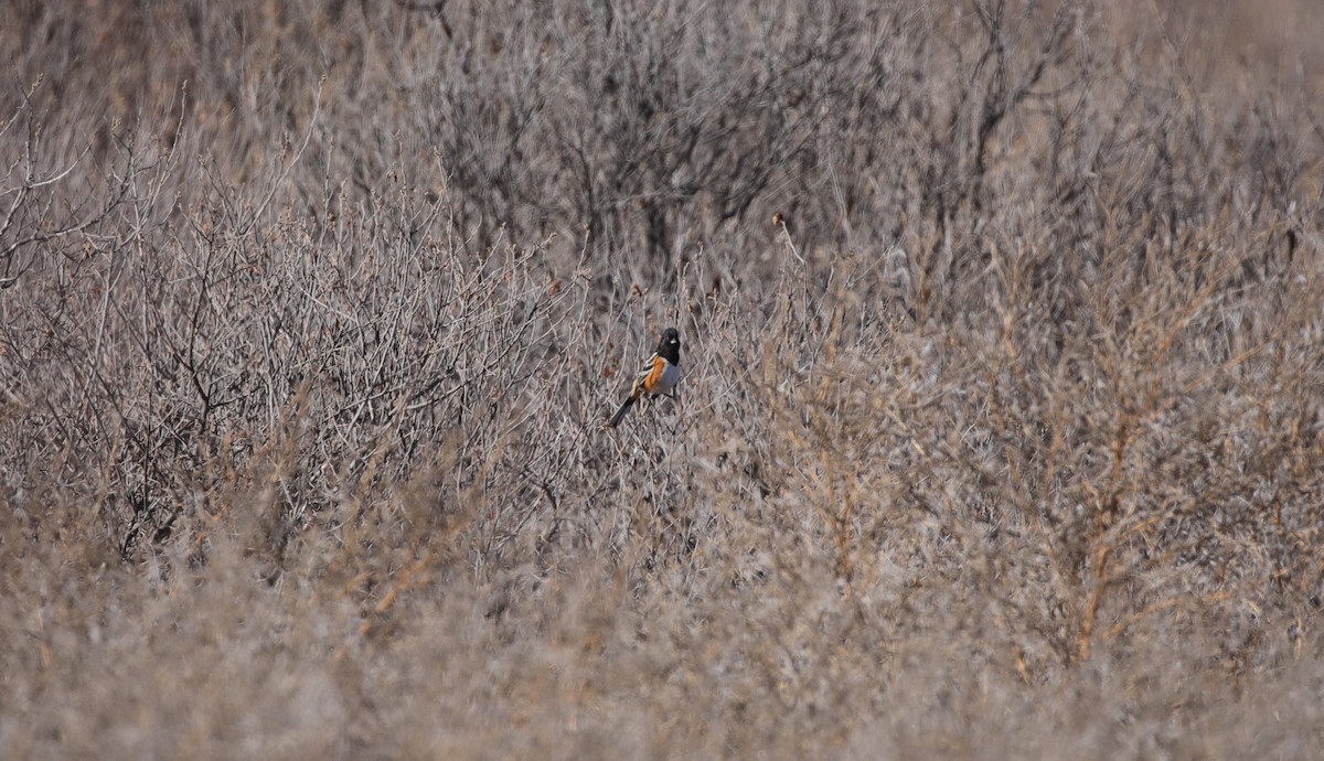 Тауї плямистий - ML646559900