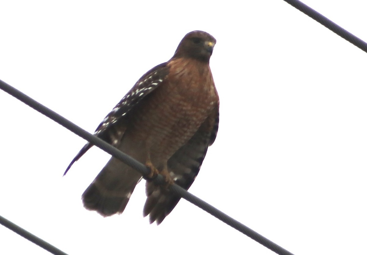 Red-shouldered Hawk - ML646559901