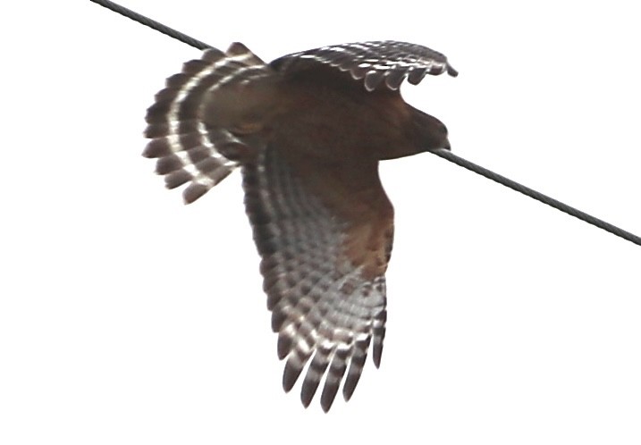 Red-shouldered Hawk - ML646559902
