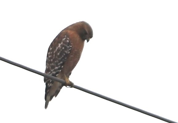 Red-shouldered Hawk - ML646559903