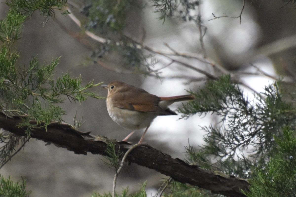 Hermit Thrush - ML646559905