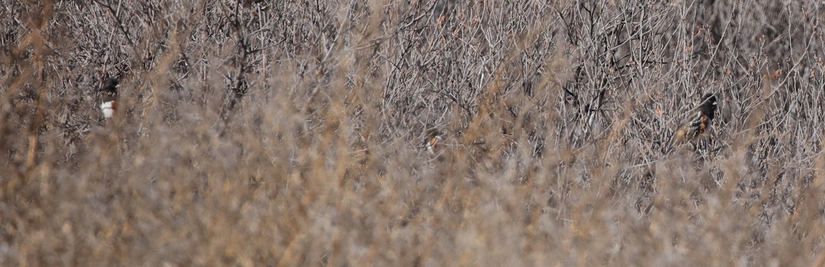 Тауї плямистий - ML646559907