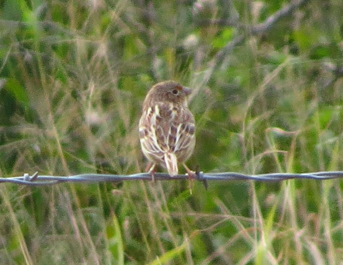 Grasshopper Sparrow - ML646559908
