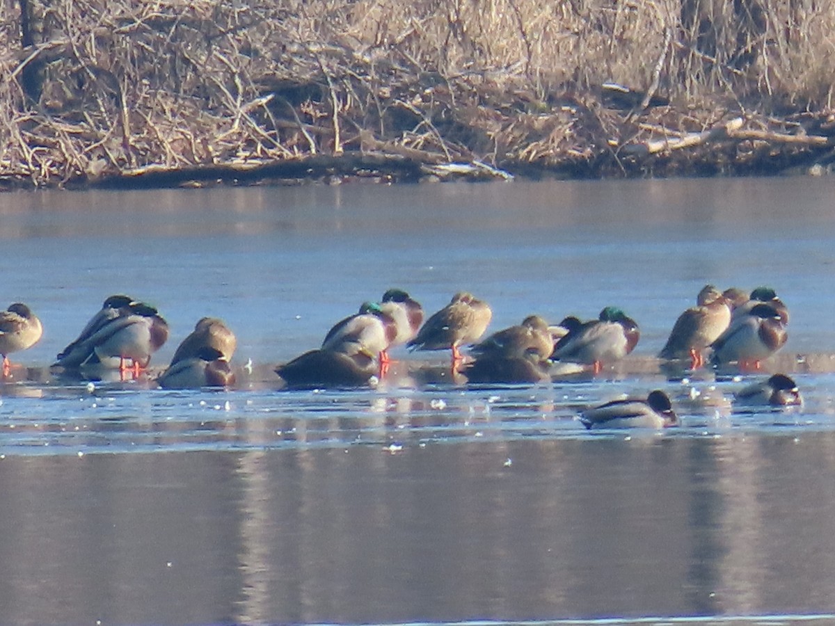 American Black Duck - ML646559909