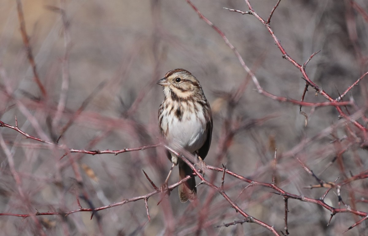 Song Sparrow - ML646559910