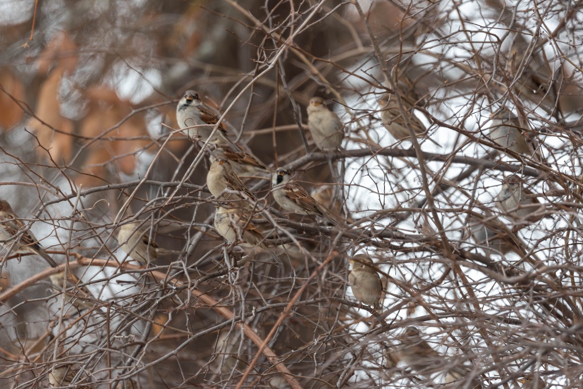 House Sparrow - ML646559911