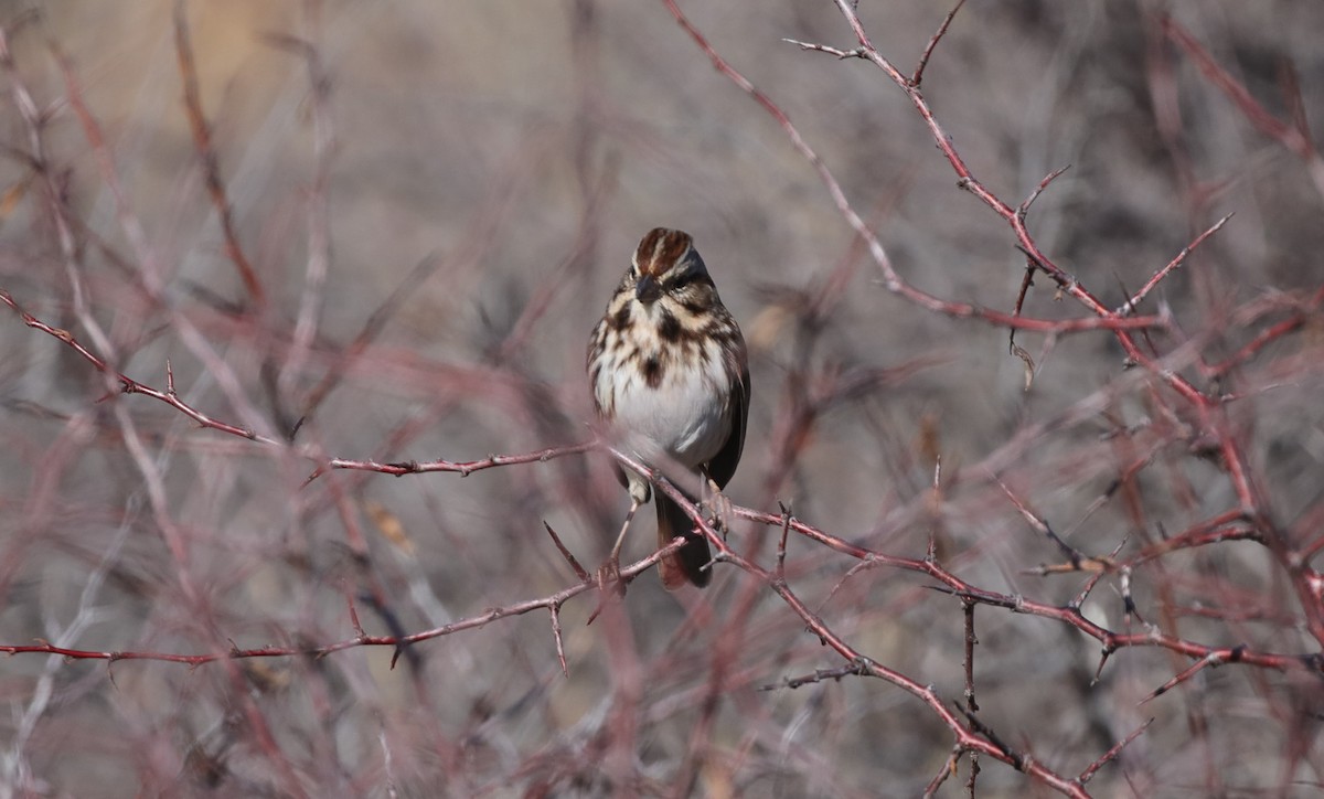 Song Sparrow - ML646559912