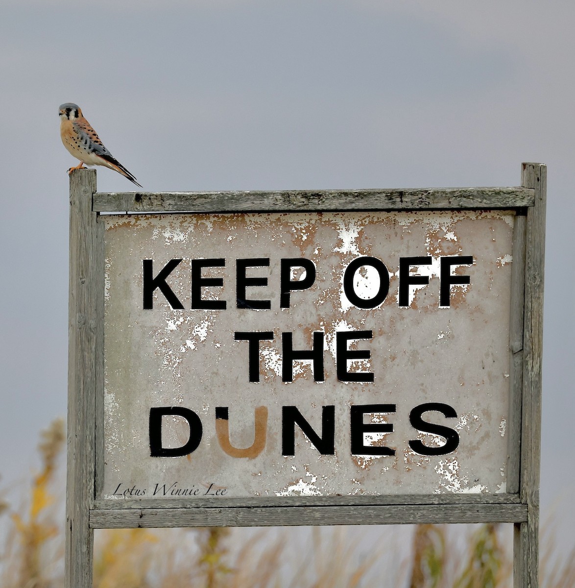 American Kestrel - ML646559913