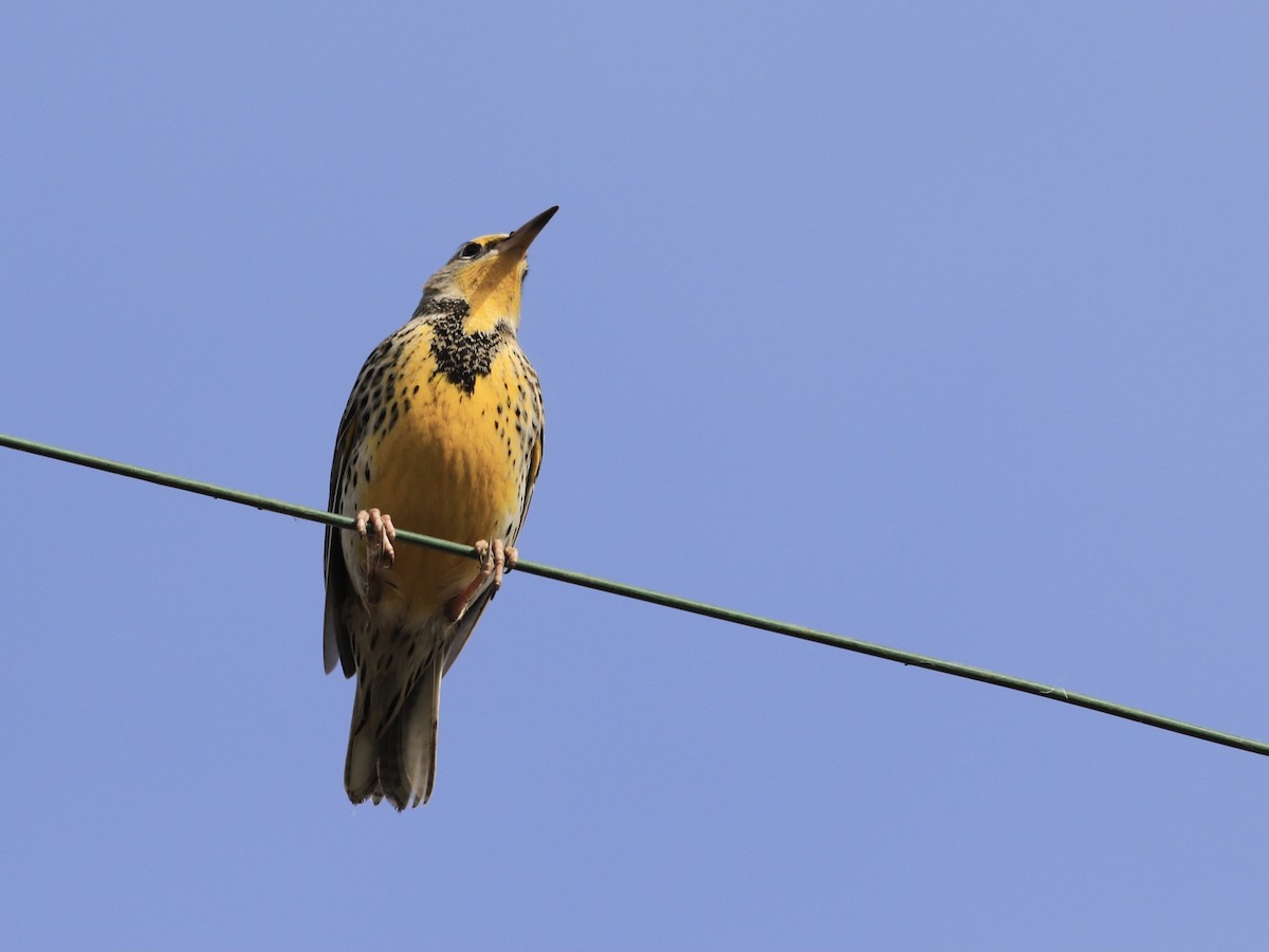Western Meadowlark - ML646559914