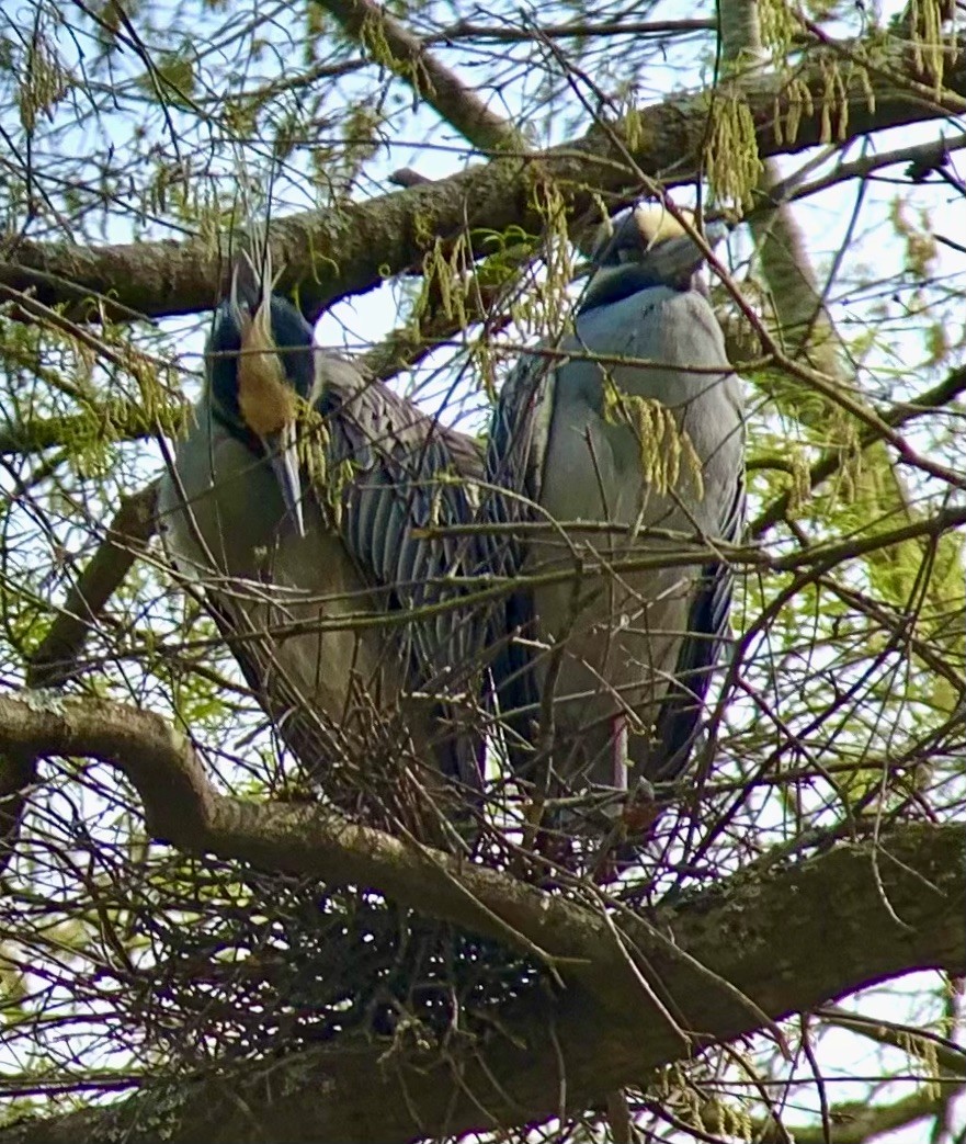 Yellow-crowned Night Heron - ML646559918