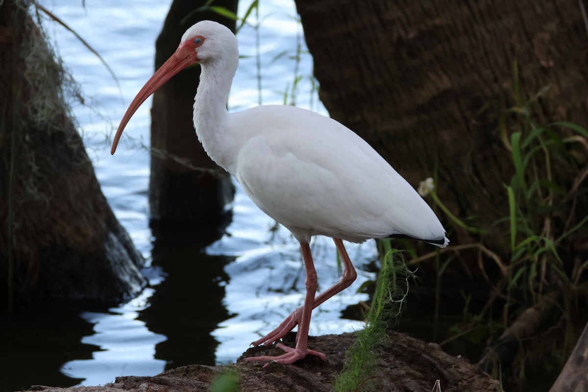 Corocoro Blanco - ML646559919