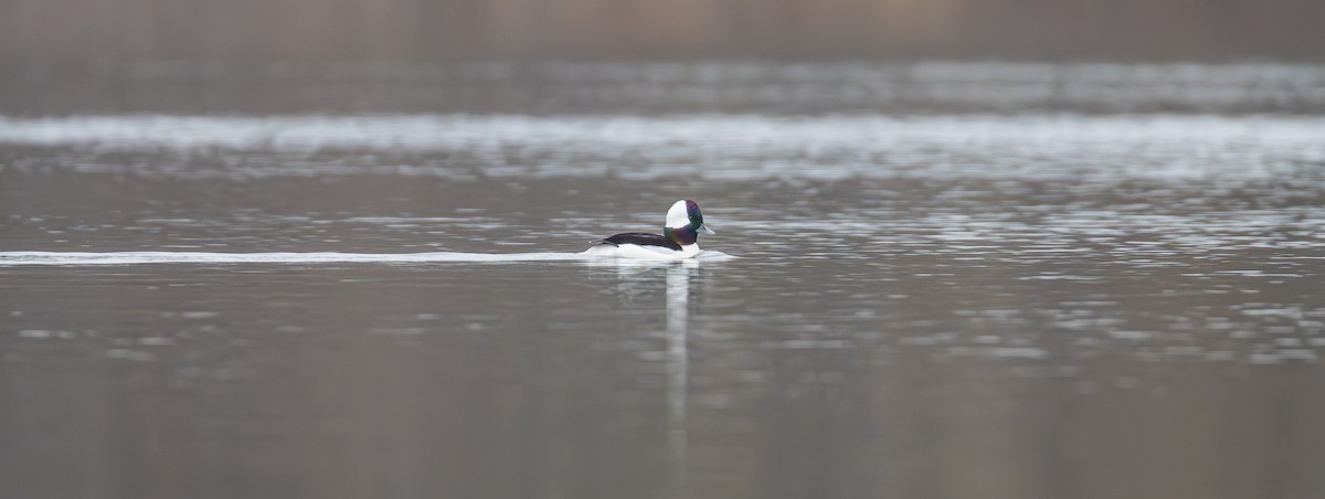 Bufflehead - ML646559920
