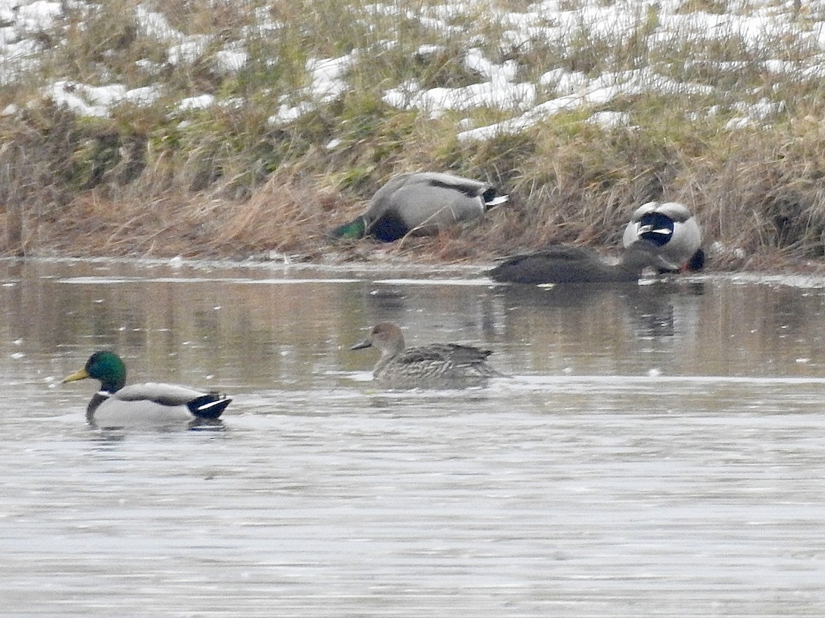 American Black Duck - ML646559922