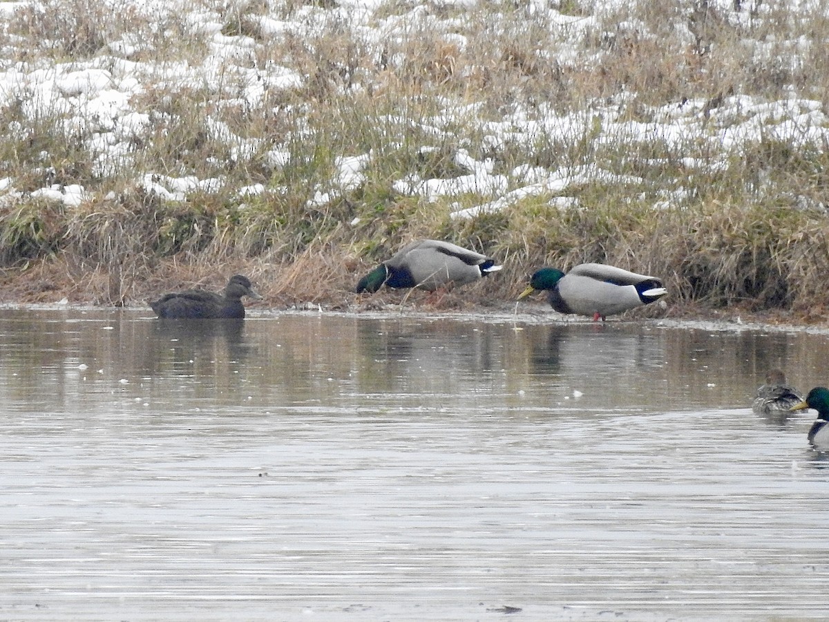 American Black Duck - ML646559924