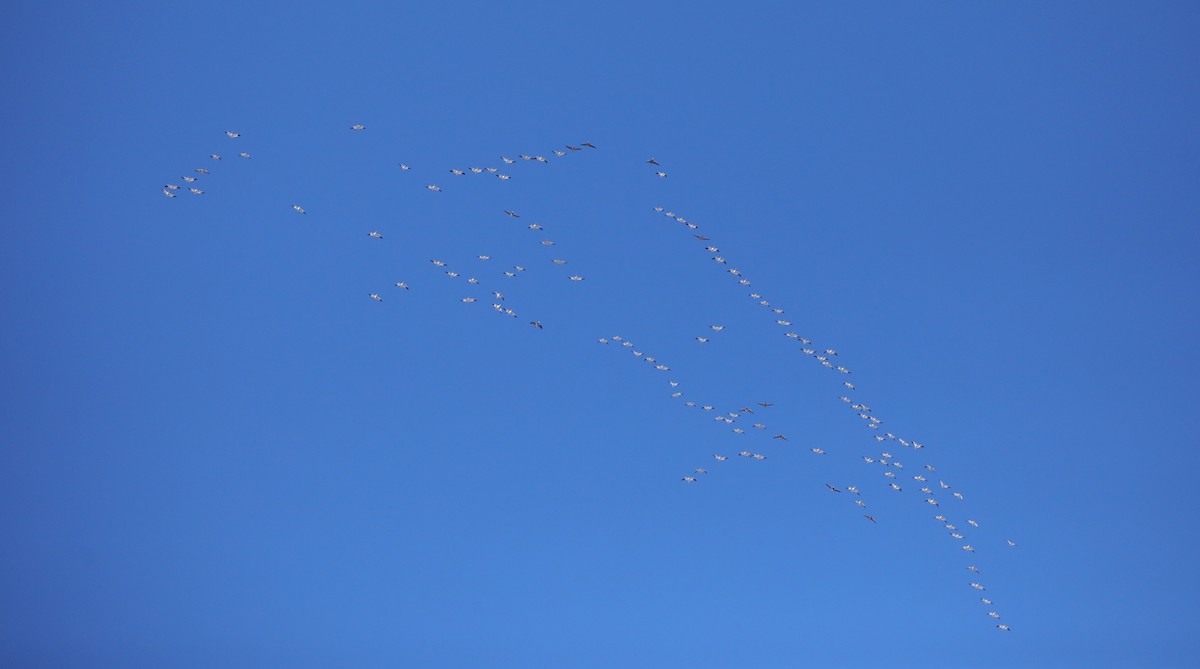 Ánsar Nival - ML646559927