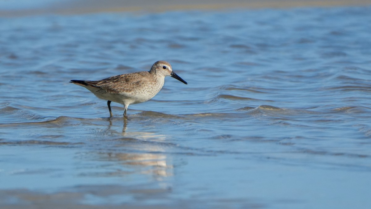 Txirri lodia - ML646559928