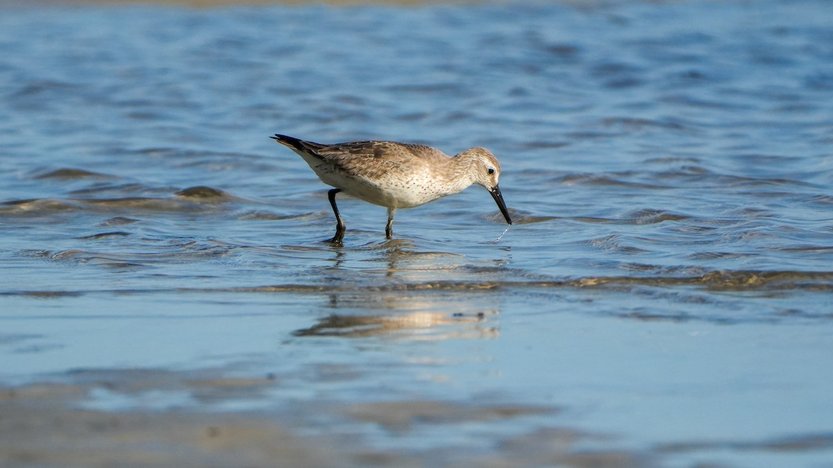 Txirri lodia - ML646559929