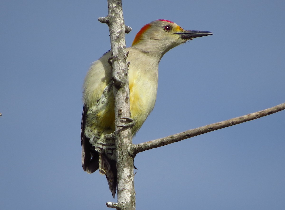 Golden-fronted Woodpecker - ML646559930